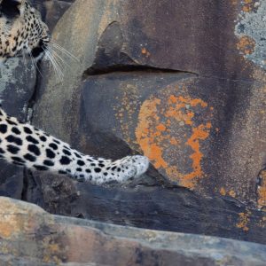 'High Fidelity' swatch