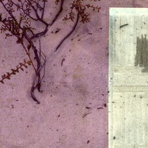 'House and Dog' swatch