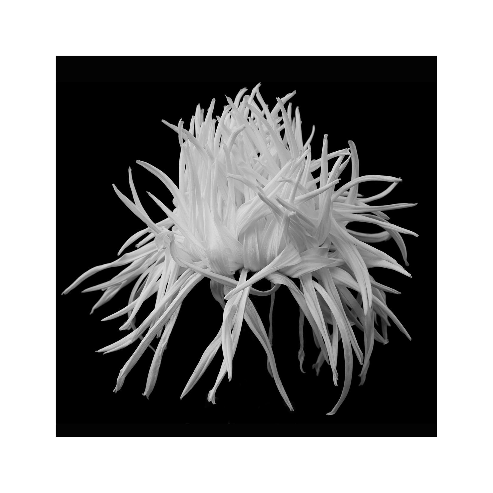 Madame Belle Epoch, Hiroyuki Arakawa