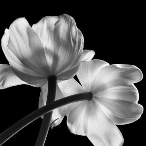 Transparent Foundations