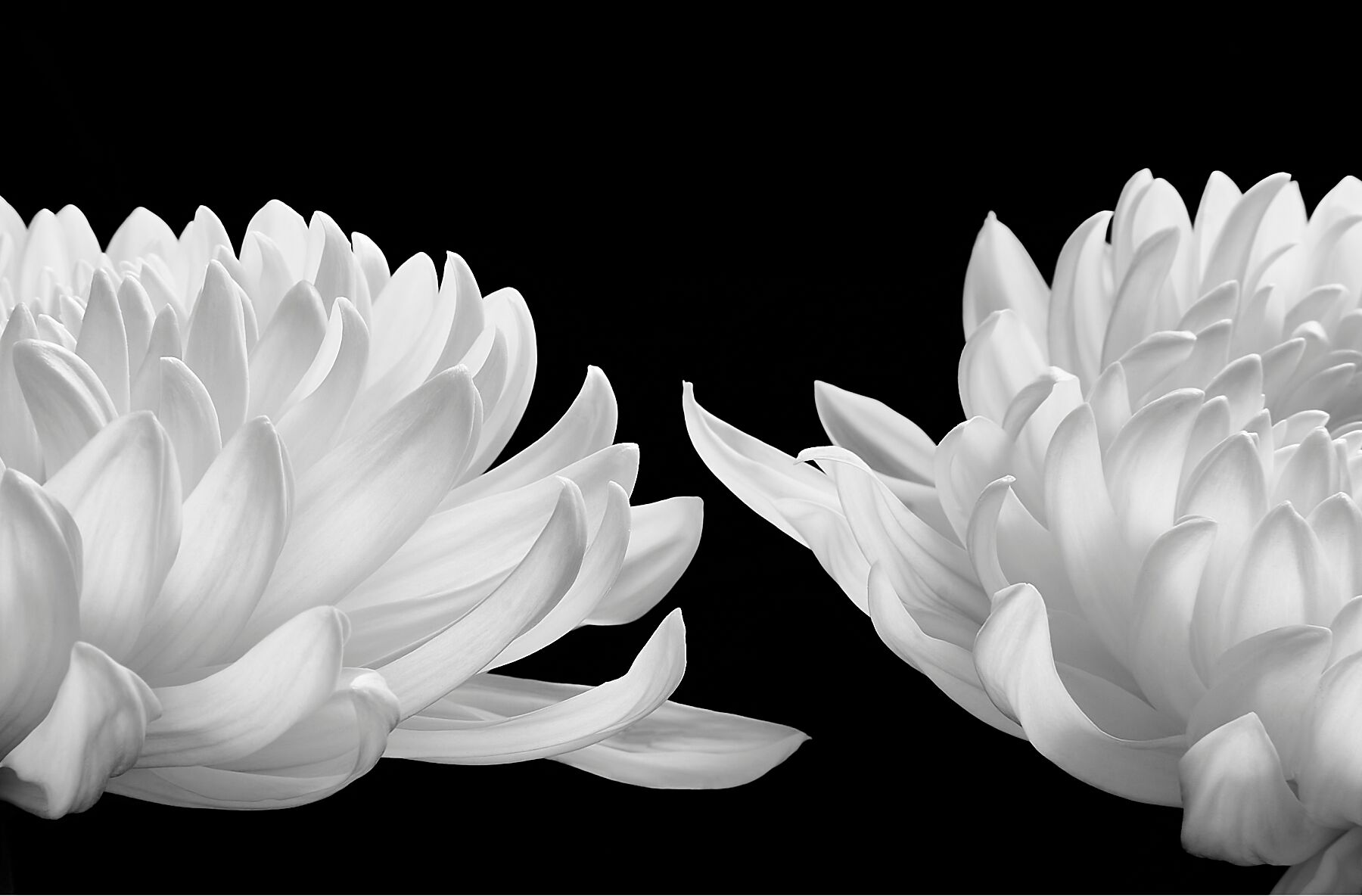 Talking Zen, © Hiroyuki Arakawa